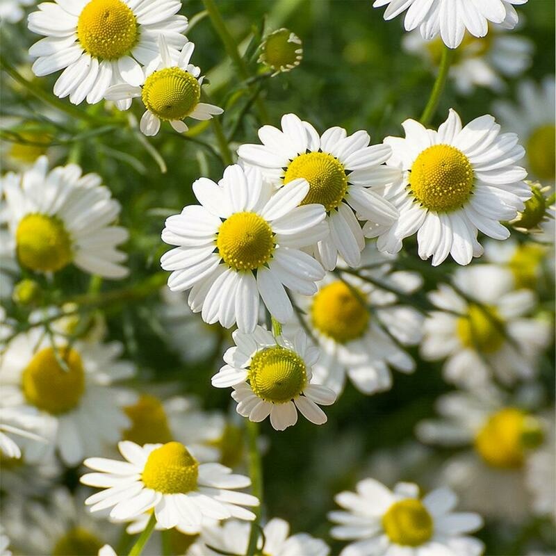RAUSCH Kräuter Entwirr Spülung