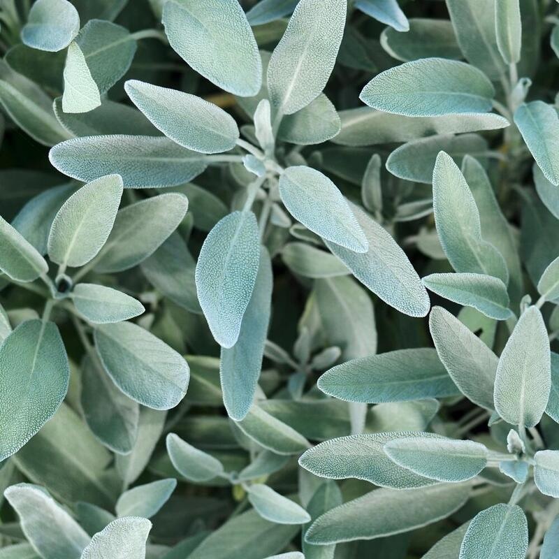 RAUSCH Silberglanz-Conditioner mit Salbei