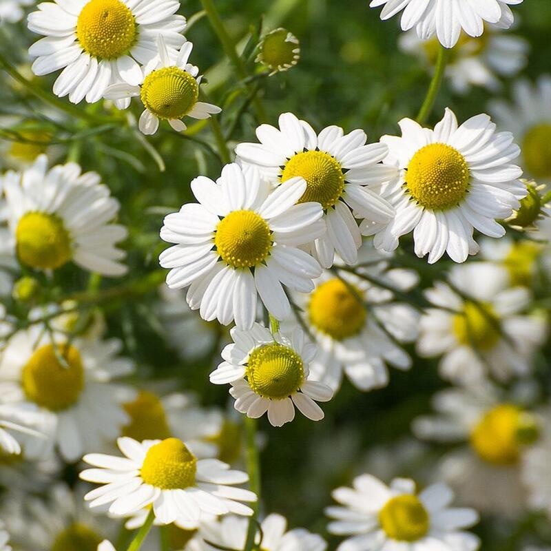 RAUSCH Entwirr-Spray mit Schweizer Kräutern