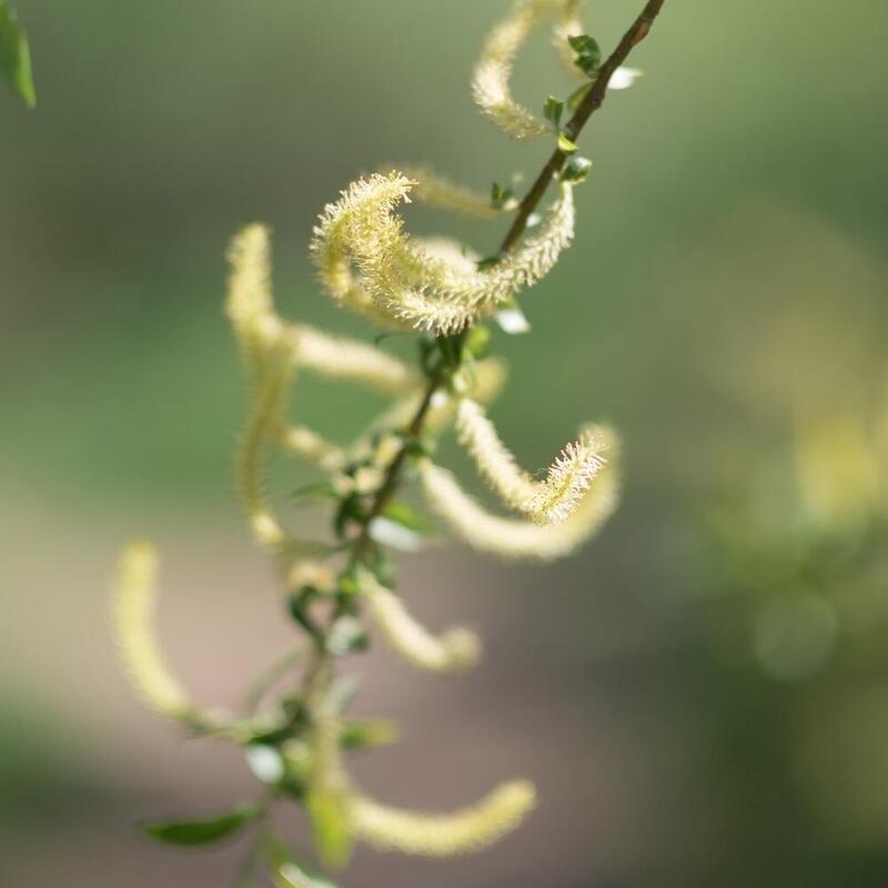 RAUSCH Spezial-Spray mit Weidenrinde