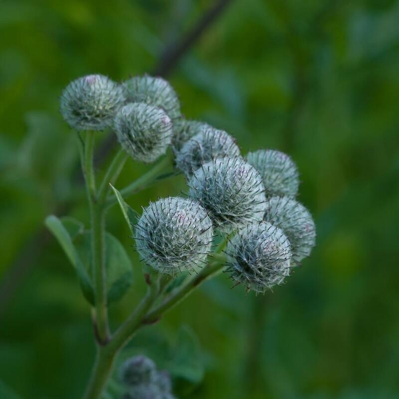 RAUSCH Original Haartinktur